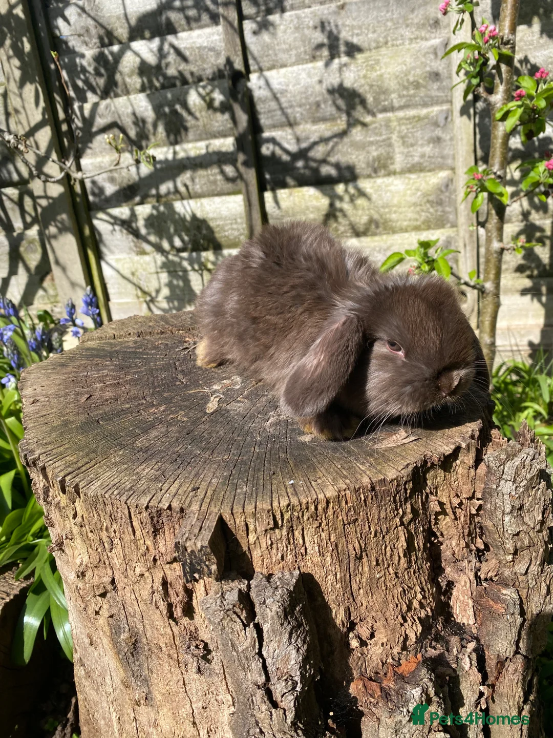 Mini Lop rabbits for sale: Friendly 100% Pure Bred family Mini Lops  - Advert 10