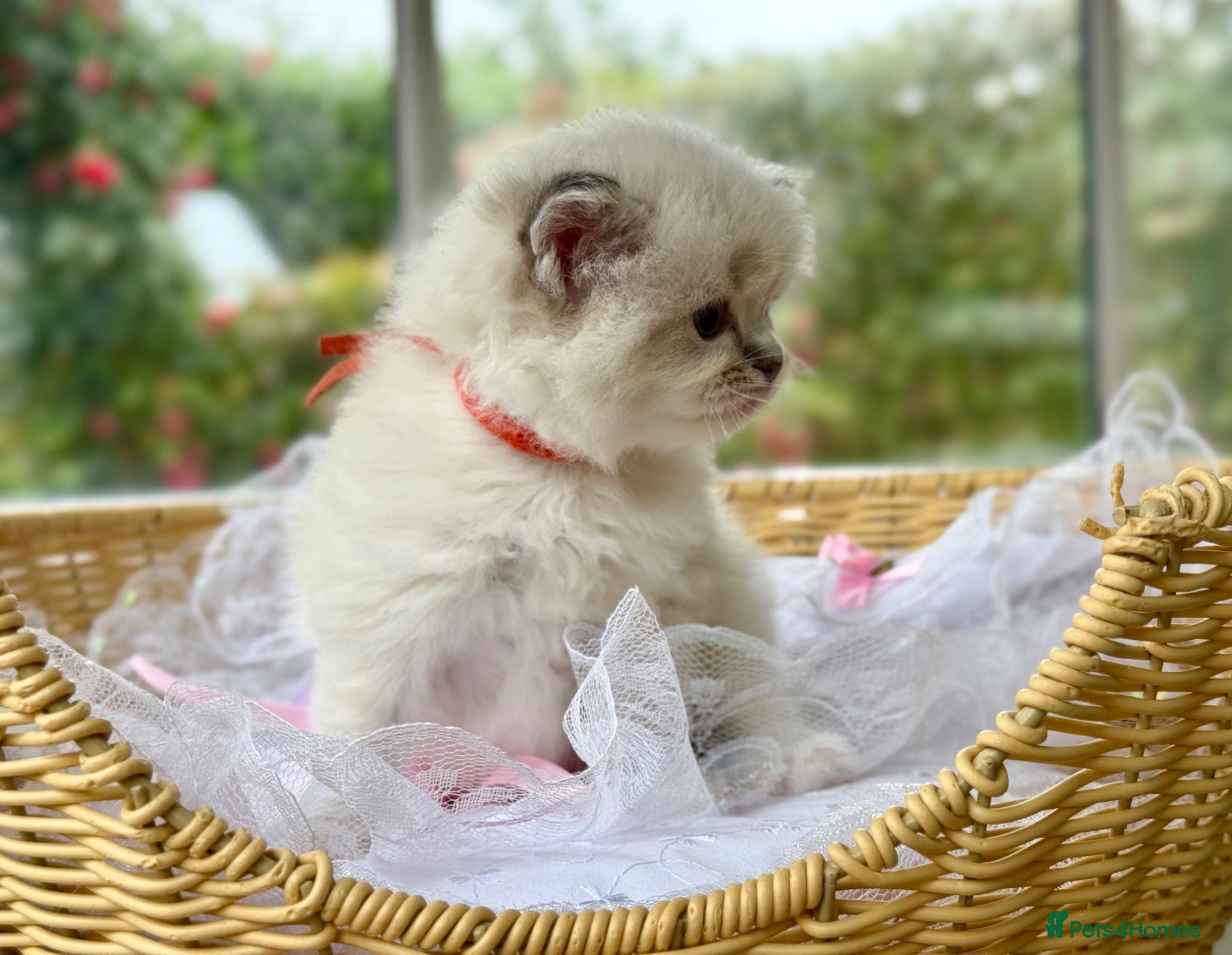 Ragdoll cats Pet spayed/neutered kittens  - Advert 2