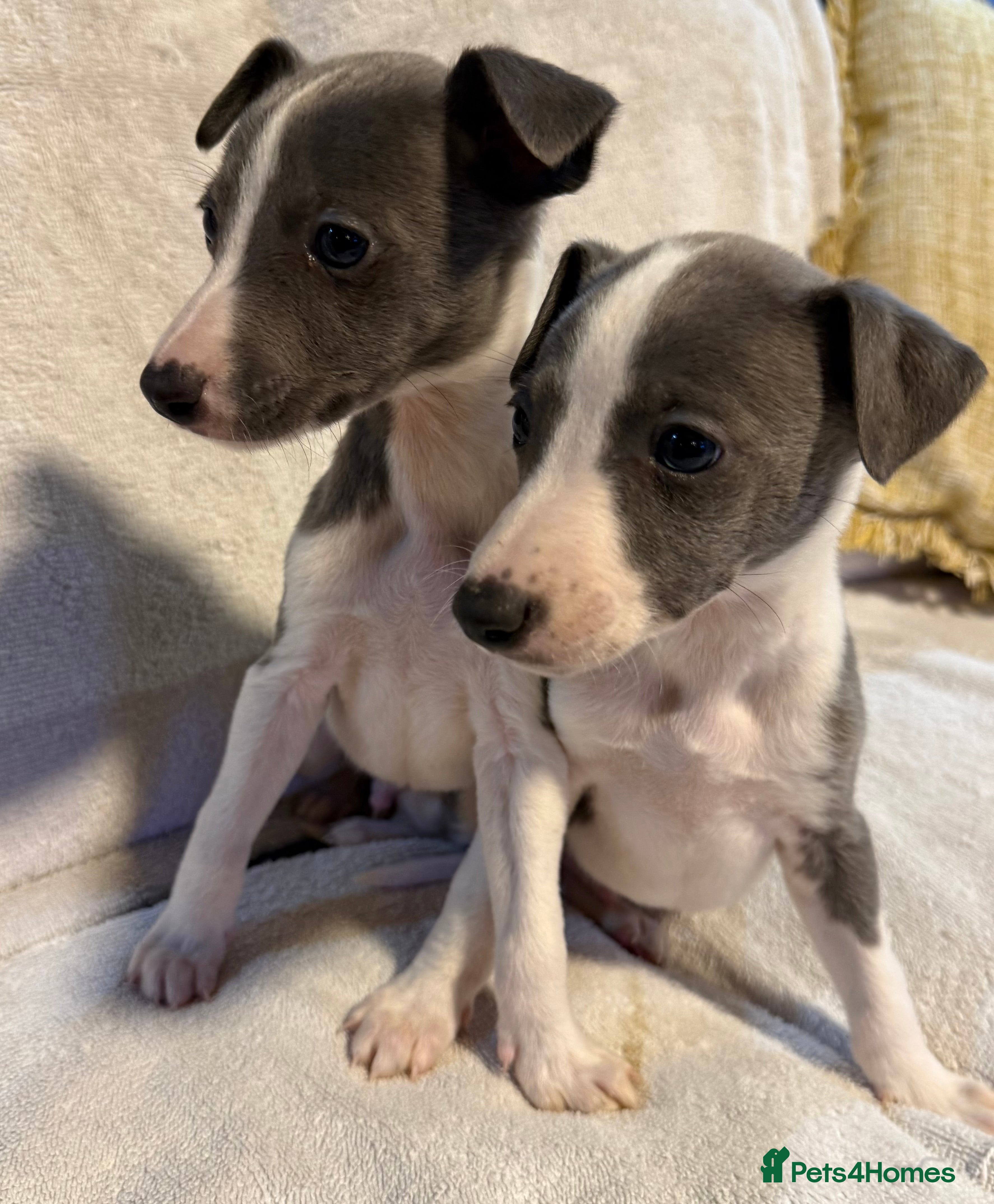 Whippet dogs 2 Stunning Whippet Boy's available  - Advert 4