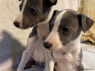 Whippet dogs 2 Stunning Whippet Boy's available - Advert 4