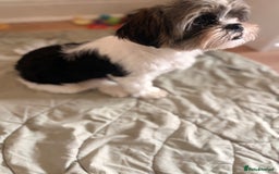 Shih Tzu dogs for sale: 2 6 month old male Shih tzu puppies  - Image 3