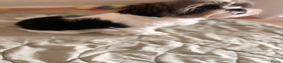 Shih Tzu Puppy 2