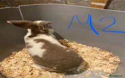 Mixed Breed rabbits for sale: Baby rabbits  - Image 15