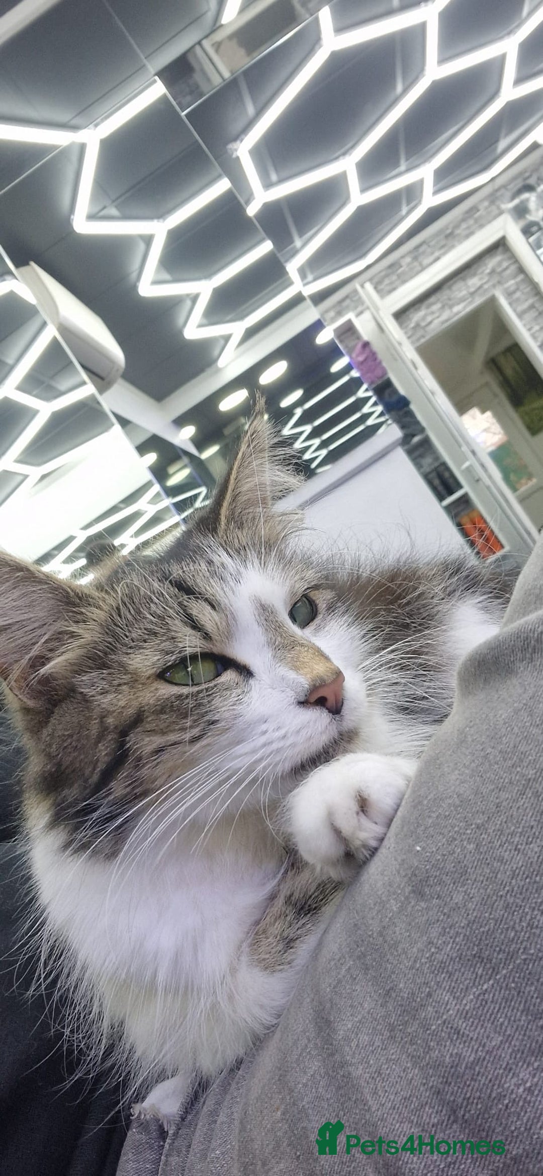 Norwegian Forest Cat cats for sale: 🐾 Adorable Kittens Looking for Loving Homes 🐾 - Advert 8