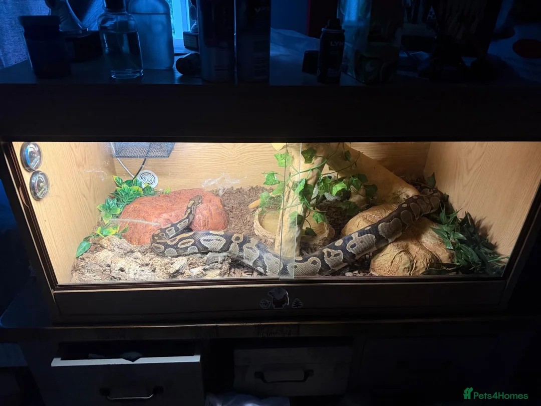 Python Snake reptiles for sale: Royal Python  - Advert 5