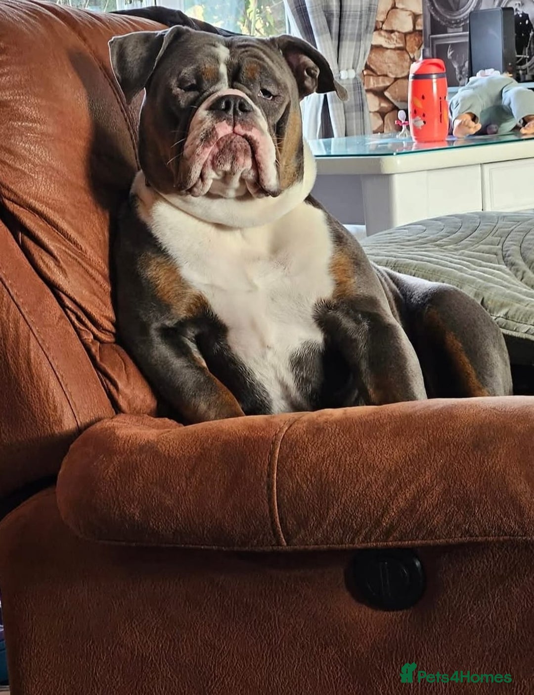 Olde English Bulldogge dogs for sale: Olde English Bulldogge  - Image 6
