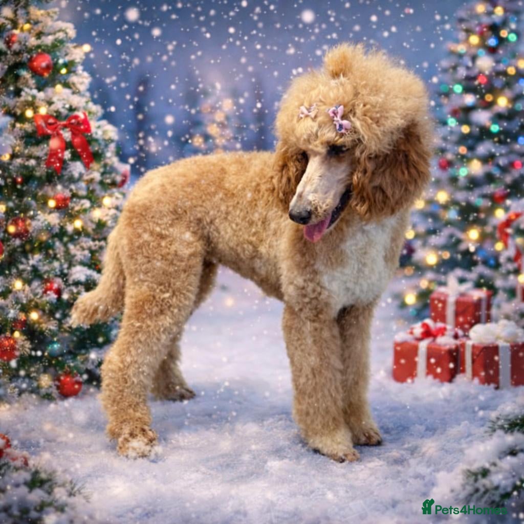 Standard Poodle dogs Tuxedo Standart poodle female - Advert 14