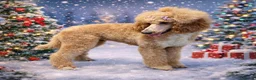 Standard Poodle dogs for sale: Tuxedo Standart poodle female - Advert 1
