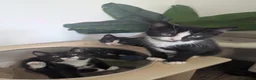 Mixed Breed cats for sale: Beautiful British shorthair X - Advert 21