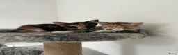 Mixed Breed cats for sale: 6 lovely female kittens.  - Advert 36