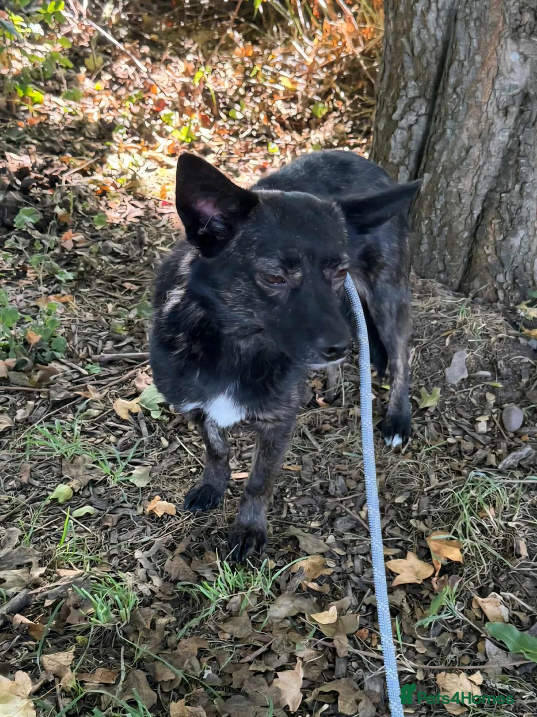 Mixed Breed dogs for adoption: Annie - a little dog with a big heart ❤️ - Image 10