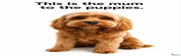 Cavapoo dogs for sale: Family Raised Cavapoo Puppies ready to Reserve!  - Advert 14