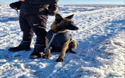 Belgian Shepherd Dog dogs for sale: Belgian Malinois Free to a Loving Home - Image 3