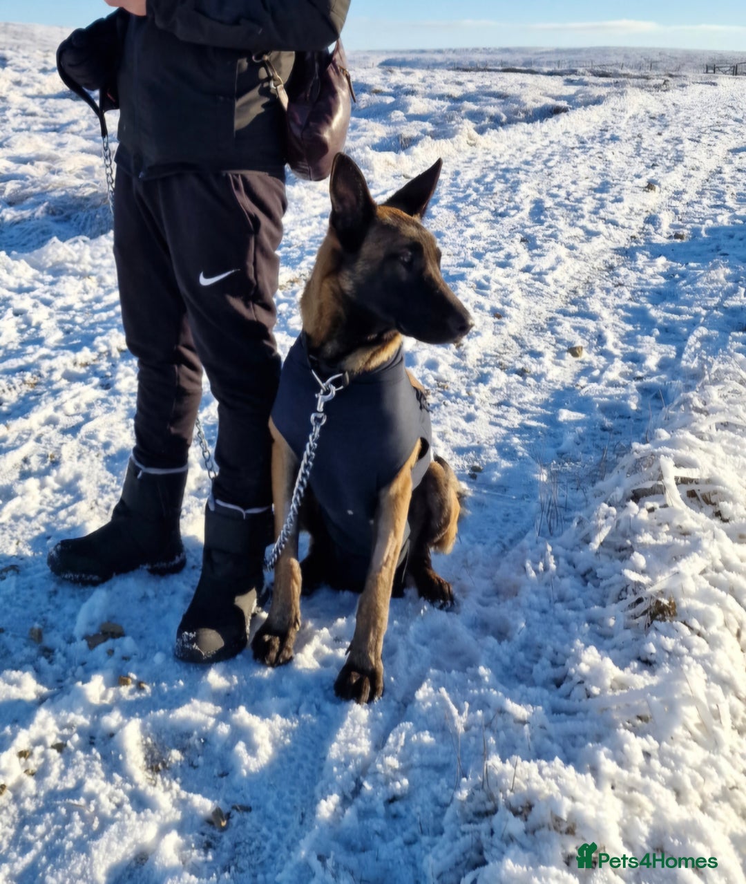 Belgian Shepherd Dog dogs for sale: Belgian Malinois Free to a Loving Home - Image 3