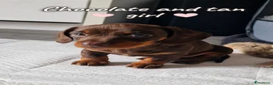Miniature Dachshund 3