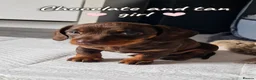 Miniature Dachshund dogs for sale: Agata Szymczak - Advert 15