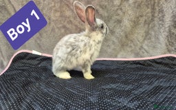 Mini Lop rabbits for sale: Mini plush lops  - Image 9