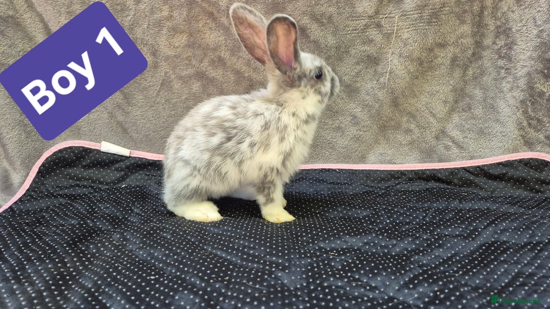 Mini Lop rabbits for sale: Mini plush lops  - Image 9