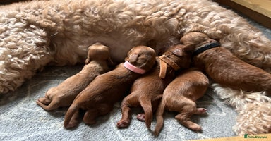 Cockapoo dogs Gorgeous Fox red F1B cockapoos - Advert 3