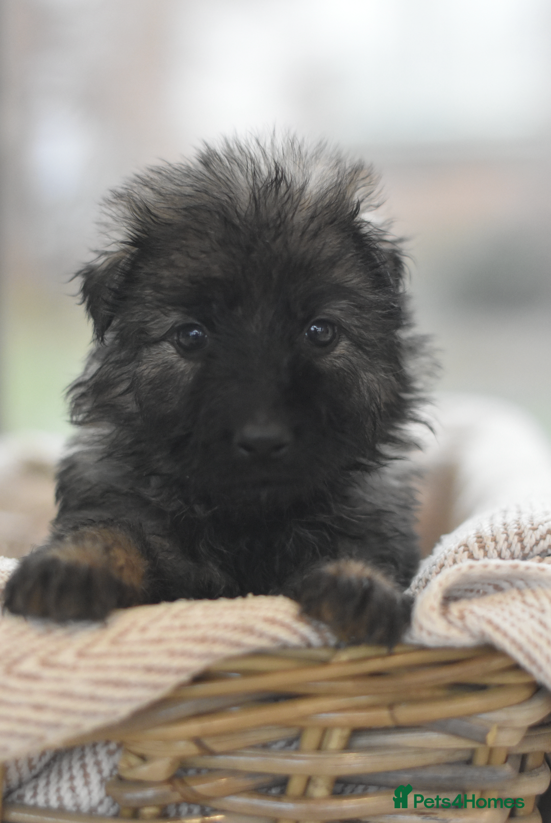 German Shepherd dogs for sale: KC registered 5 generation long coated GSD puppies - Advert 30