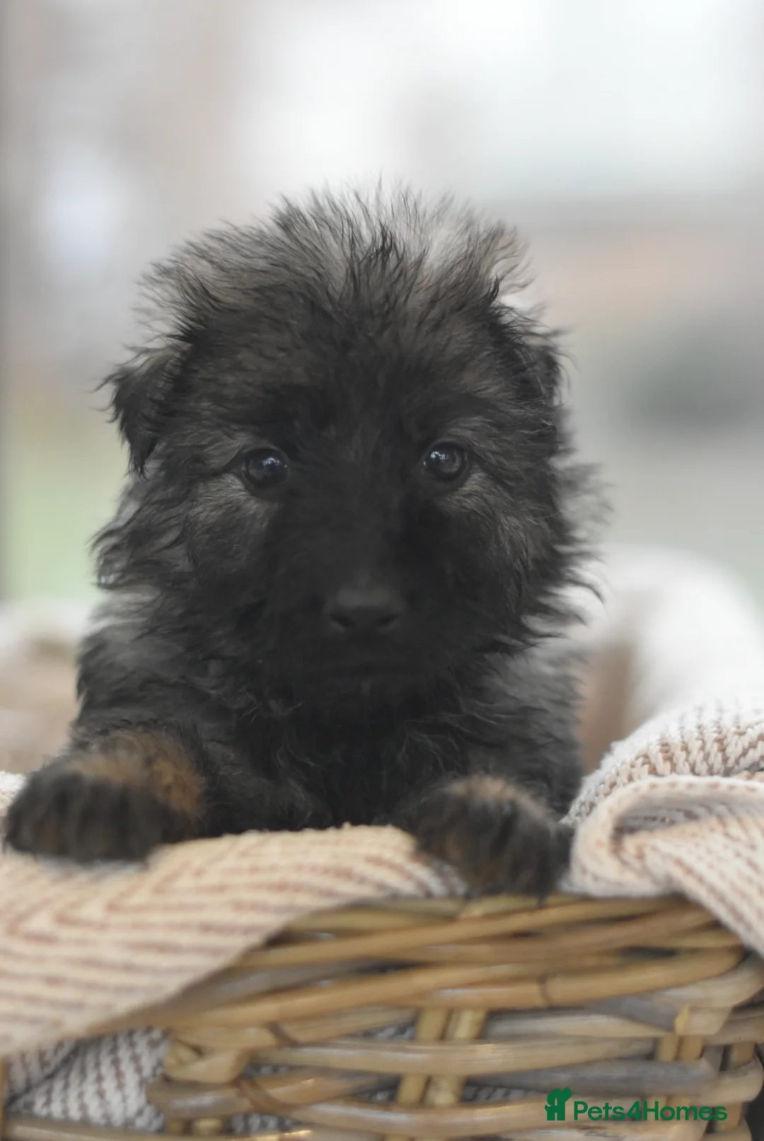 German Shepherd dogs for sale: KC registered 5 generation long coated GSD puppies - Advert 30