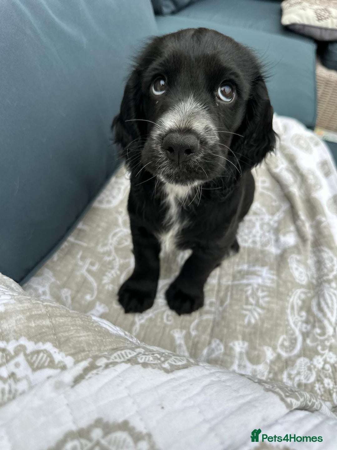 Cocker Spaniel dogs for sale: Stunning KC registered Working Cocker Spaniels  - Image 20