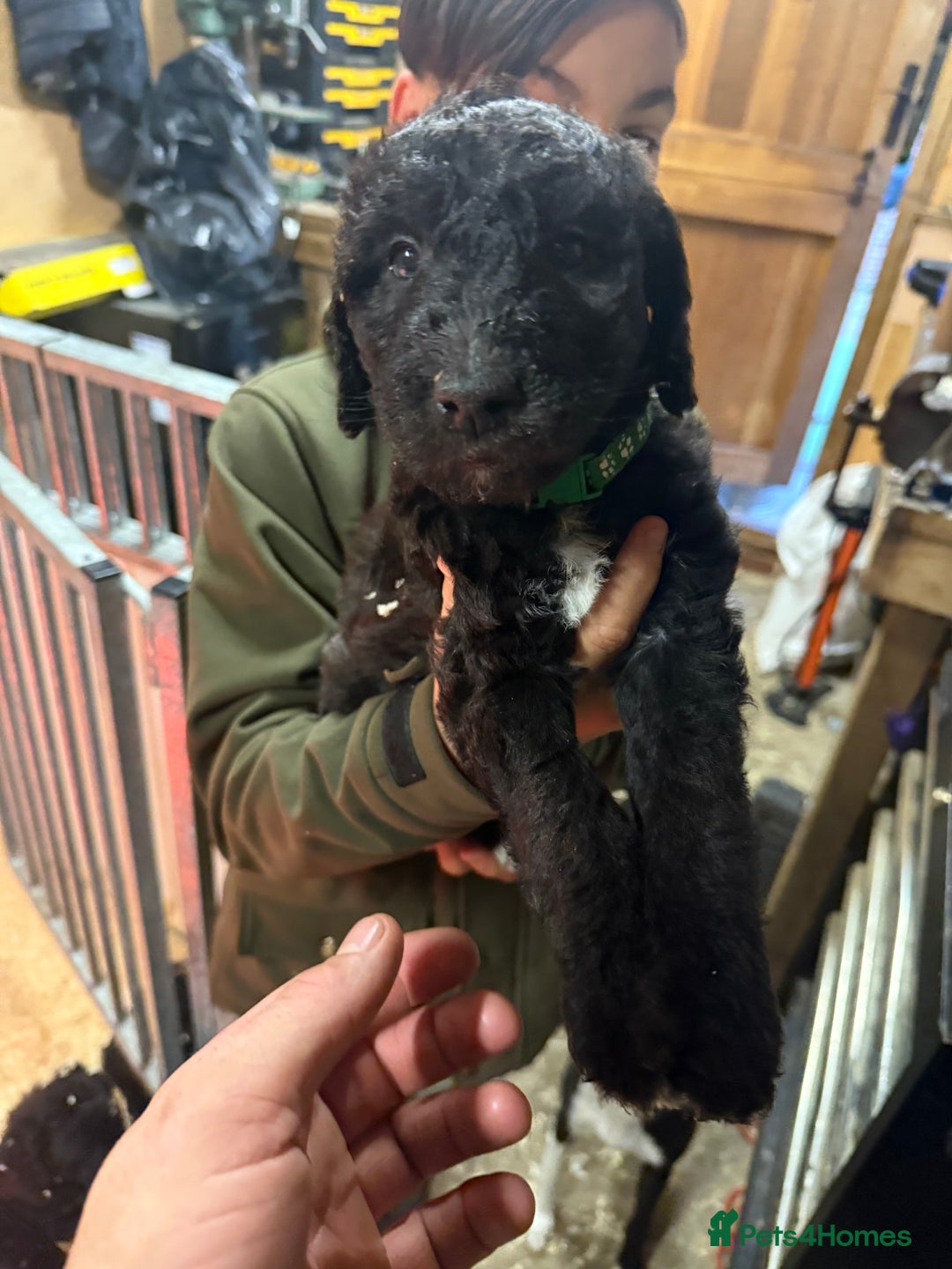 Mixed Breed dogs for sale: Bedlington x whippet Lurcher pups - Advert 5