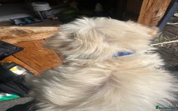 Maltipoo dogs for sale: F1 maltipoo - Image 33