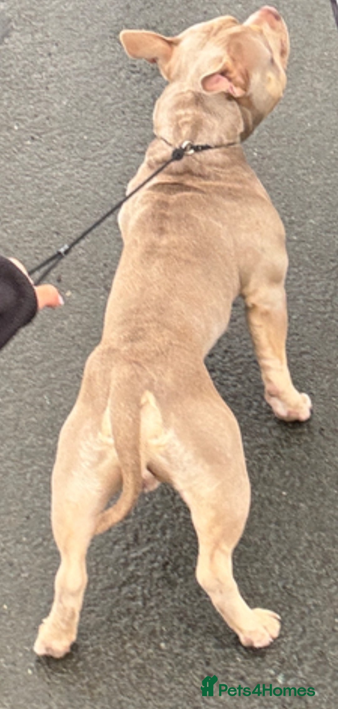 American Bully dogs for stud: 🖤BUGZY AMERICAN BULLY STUD🖤 - Image 5