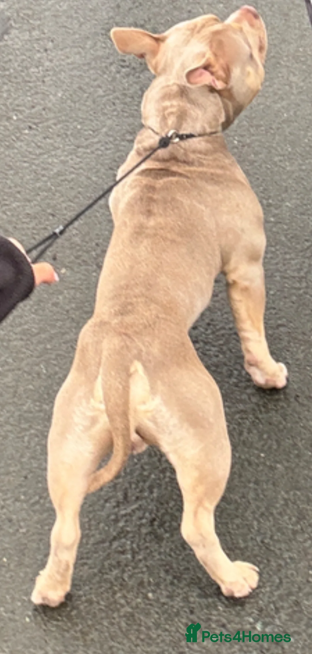 American Bully dogs for stud: 🖤BUGZY AMERICAN BULLY STUD🖤 - Advert 3