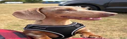 Miniature Dachshund dogs for sale: 2 miniature daschunds looking for loving homes in Port Talbot - Advert 6