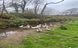 Ducks poultry for sale: Silver Appleyard drakes - Advert 4