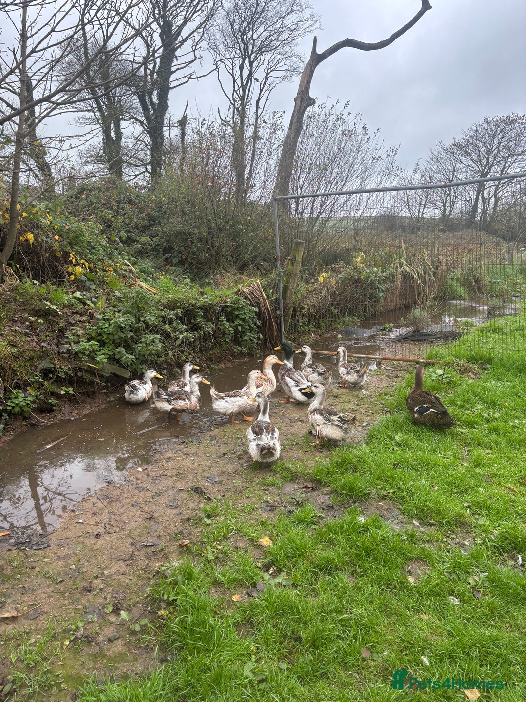 Ducks poultry for sale: Silver Appleyard drakes - Advert 4