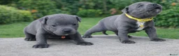 Staffordshire Bull Terrier dogs for stud: SOLID BLUE MALES AVAILABLE FOR STUD  - Advert 2