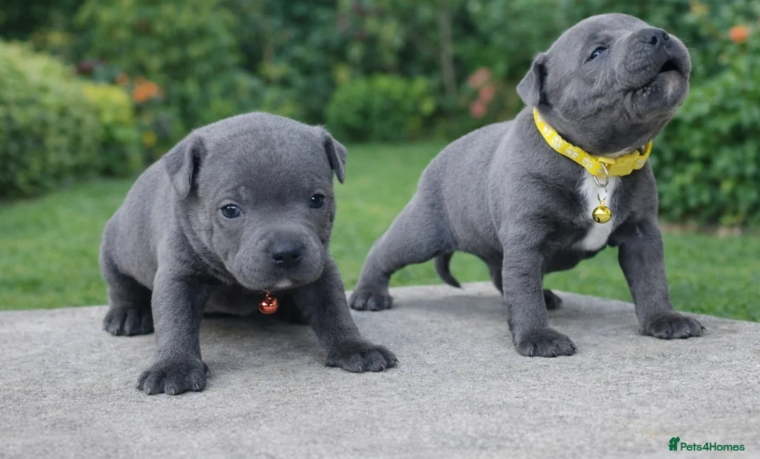 Staffordshire Bull Terrier dogs for stud: SOLID BLUE MALES AVAILABLE FOR STUD  - Advert 2