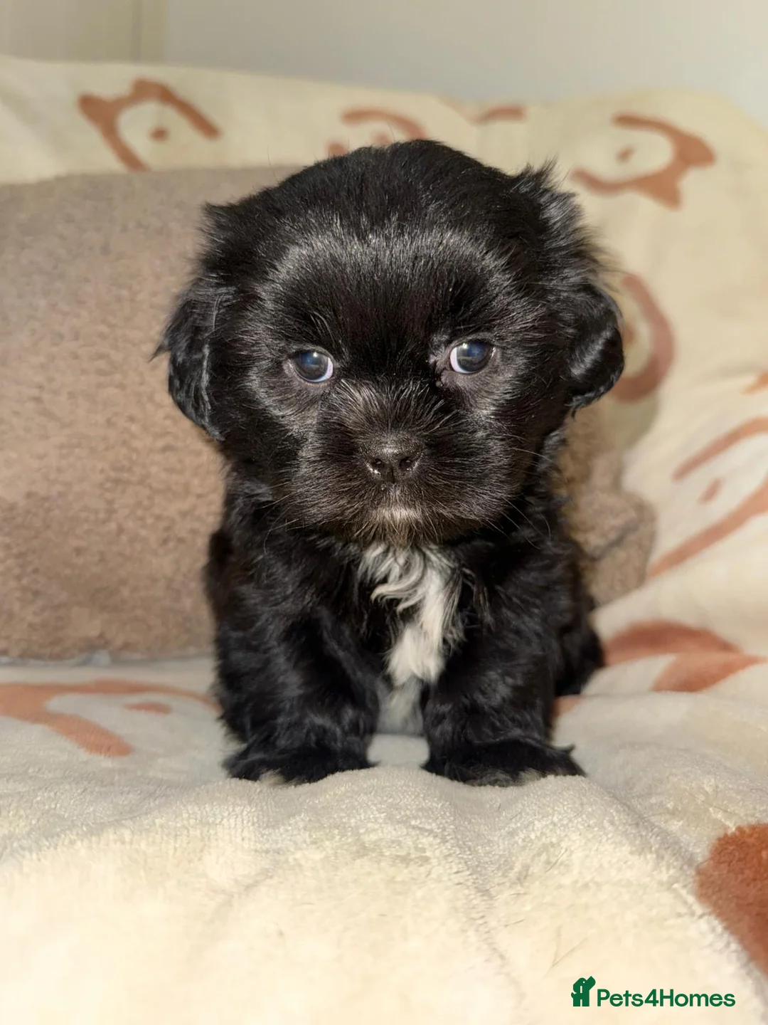 Shih Tzu dogs for sale: Stunning Black Shih Tzu Puppies - Advert 7