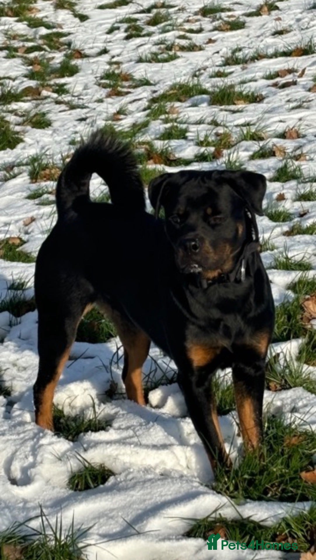 Rottweiler dogs 🐾 KC REGISTERED ROTTWEILER PUPS  - Advert 2