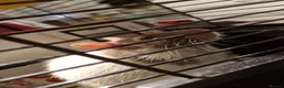 Rat rodents for sale: Single Male Rat + Cage - Advert 2