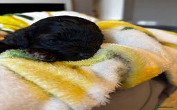 Cavapoochon dogs for sale: 🐶Exceptional cavapoochon pup's🐶 - Advert 6