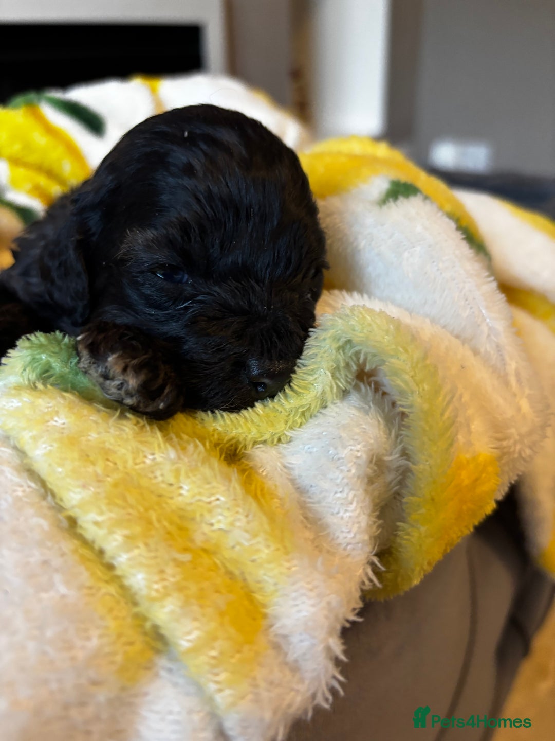 Cavapoochon dogs for sale: 🐶Exceptional cavapoochon pup's🐶 - Advert 6