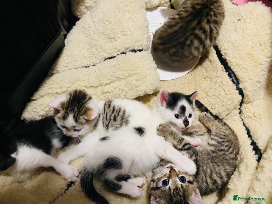 Mixed Breed cats for sale: Gorgeous Bengal x kittens - Advert 1