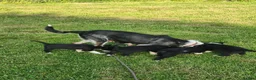 Border Collie dogs for sale: Border collie pups looking for new home - Advert 7