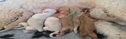 Labradoodle dogs for sale: MultiGen Labradoodle Puppies - Advert 4