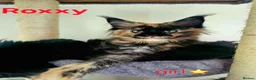 Maine Coon cats for sale: ✨ Meet Our Magnificent Maine Coon Kittens ✨ - Advert 14