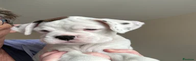 Boxer 2
