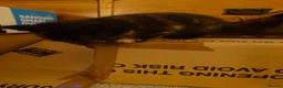 Mixed Breed cats for sale: 2 remaining kittens, looking for forever homes - Advert 22