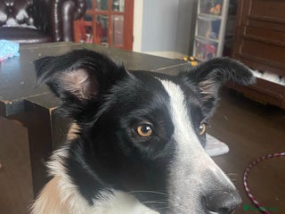 Mixed Breed dogs Collie x Whippet puppies - Advert 1