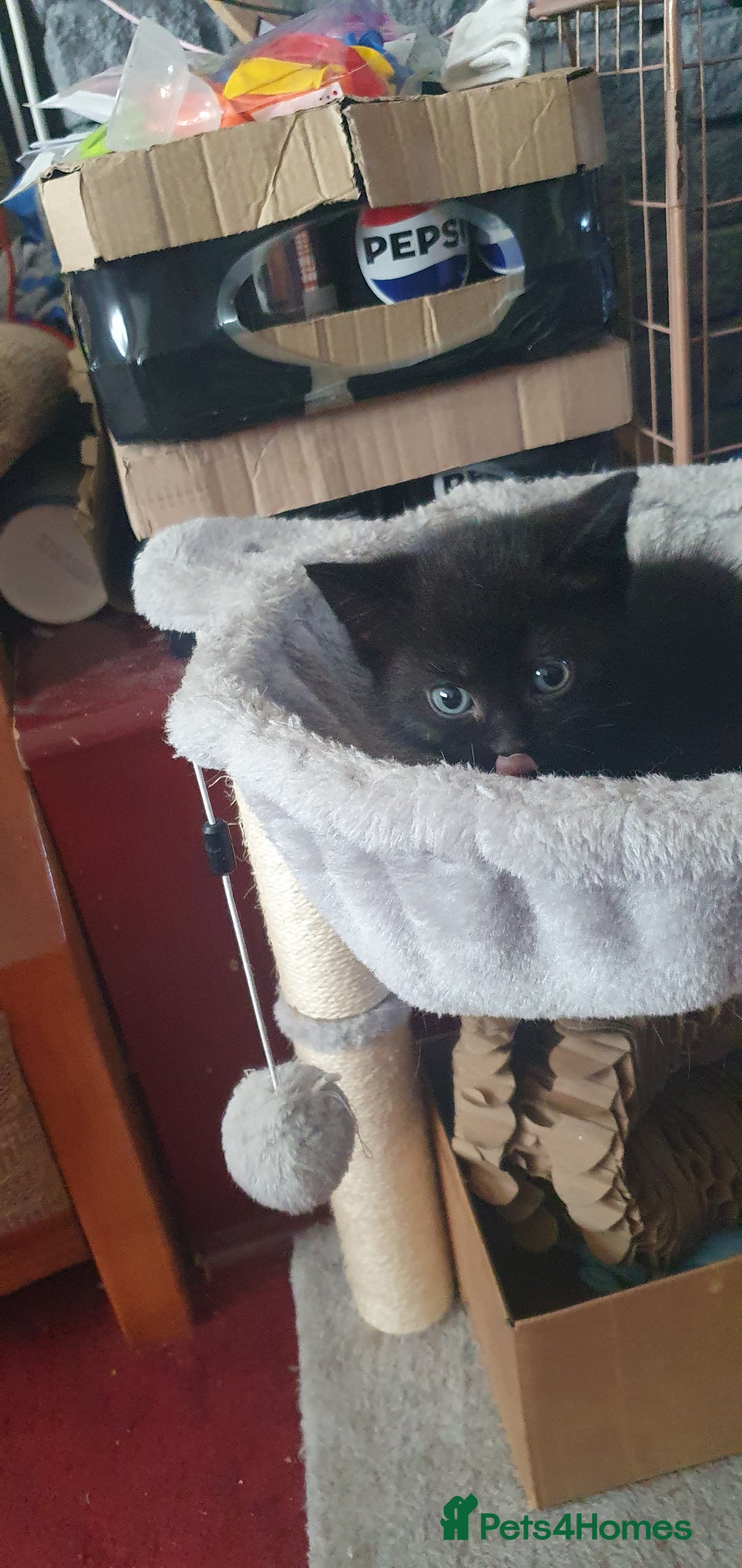 Mixed Breed cats for sale: Mixed breed kittens for sale  - Image 5