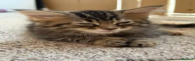 Maine Coon 5
