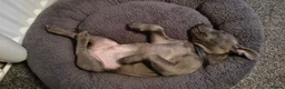 Staffordshire Bull Terrier dogs for stud: Male staff - Advert 3